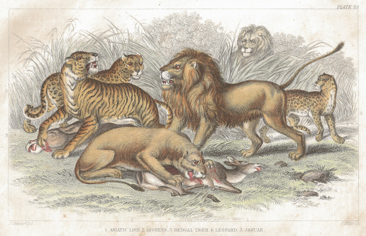 1862 hand coloured lithograph print taken from the book A History Of The Earth And Animated Nature By Oliver Gold Smith.