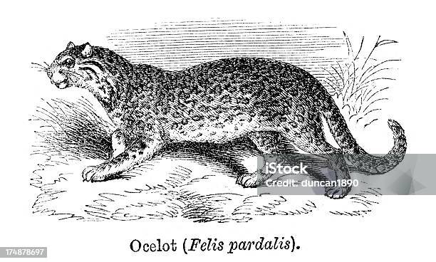 Ocelot - Immagini vettoriali stock e altre immagini di Animale - Animale, Animale selvatico, Antico - Vecchio stile