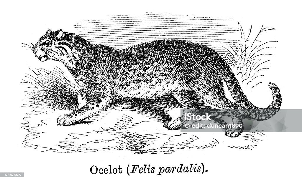 Ocelote - Ilustração de Animal royalty-free