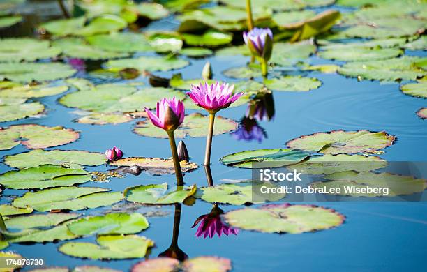 Tropical Waterlilies Rosa - Fotografias de stock e mais imagens de Florescer - Florescer, Florida - EUA, Aberto