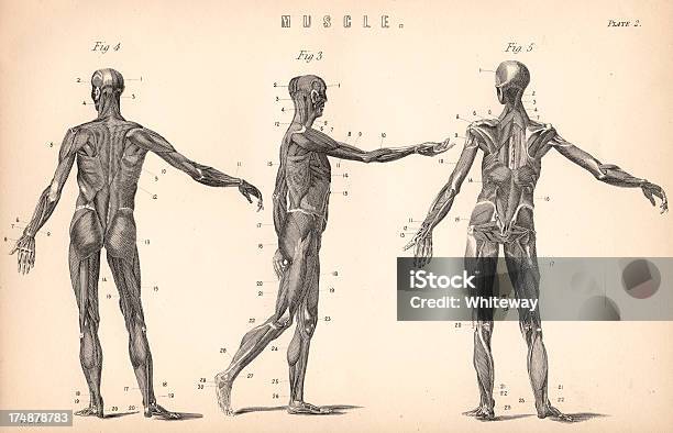 Corps Humain Et Les Muscles De Médecine Antique Illustration Vecteurs libres de droits et plus d'images vectorielles de Anatomie