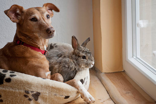 Dog and bunny sitting together stock photo