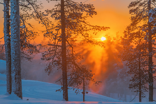 Landscape shot of beautiful sunrise view on foggy and snowy forest on very cold January day in Levi, Rovaniemi, Lapland, Finland