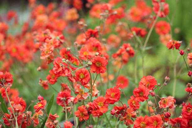 istock Geum, commonly called avens, Fiery Tempest in flower. 1748790531