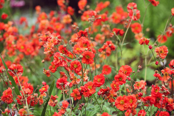 istock Geum, commonly called avens, Fiery Tempest in flower. 1748790535