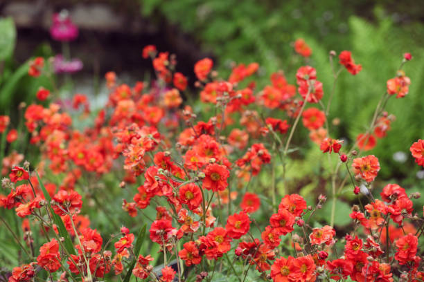 istock Geum, commonly called avens, Fiery Tempest in flower. 1748790536