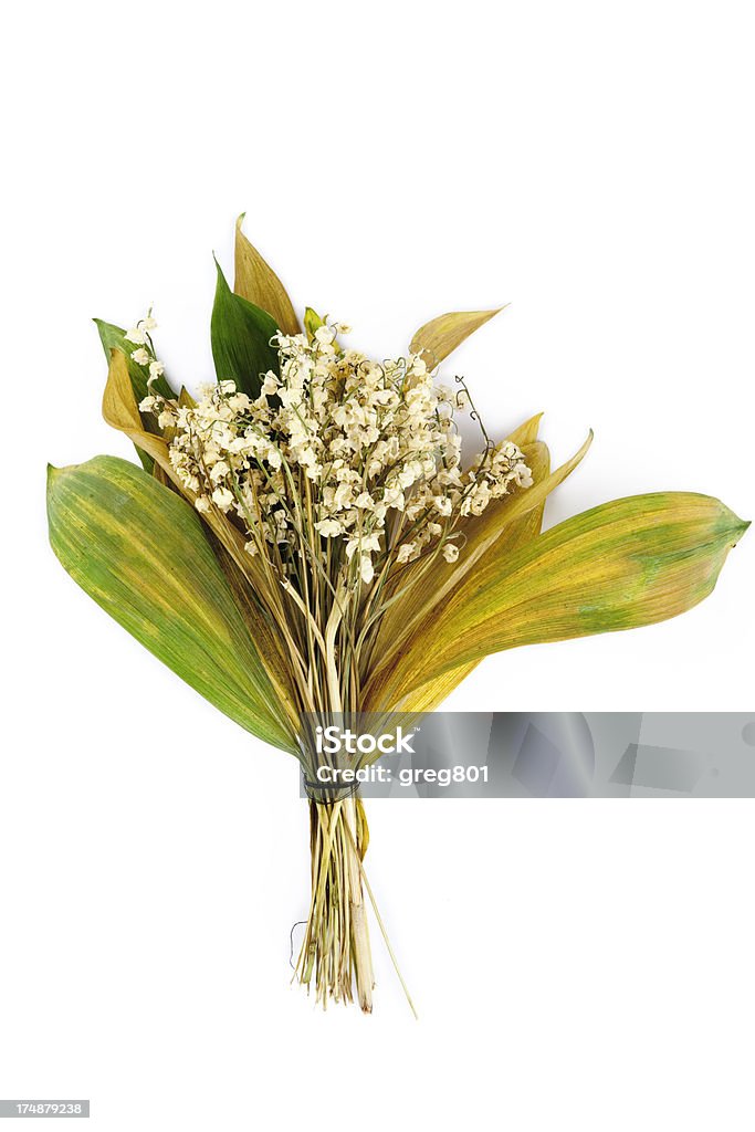 말린 은방울꽃 XXXL - 로열티 프리 말린 식물 스톡 사진