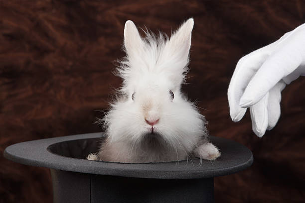 rabbit - hat trick ストックフォトと画像