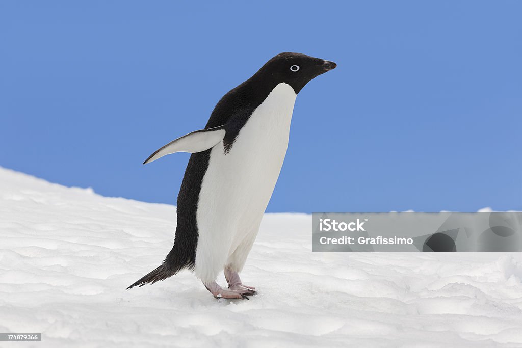 Antártida pingüino de adelia en paisaje de nieve - Foto de stock de Pingüino de Adelia libre de derechos