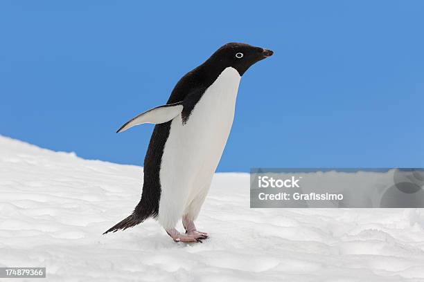 Antártida Pingüino De Adelia En Paisaje De Nieve Foto de stock y más banco de imágenes de Pingüino de Adelia - Pingüino de Adelia, Aire libre, Animal