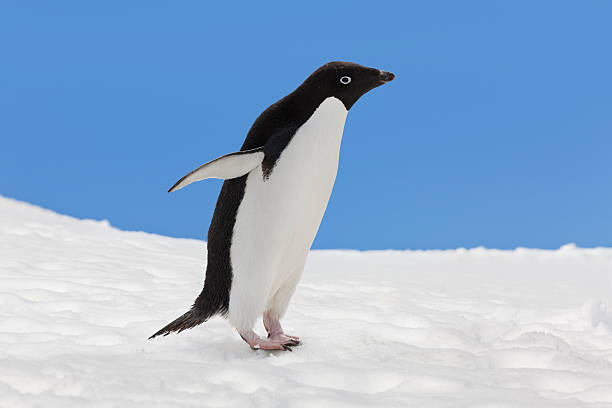 антарктика пингвин адели в снежный пейзаж - half moon island horizontal penguin animal стоковые фото и изображения