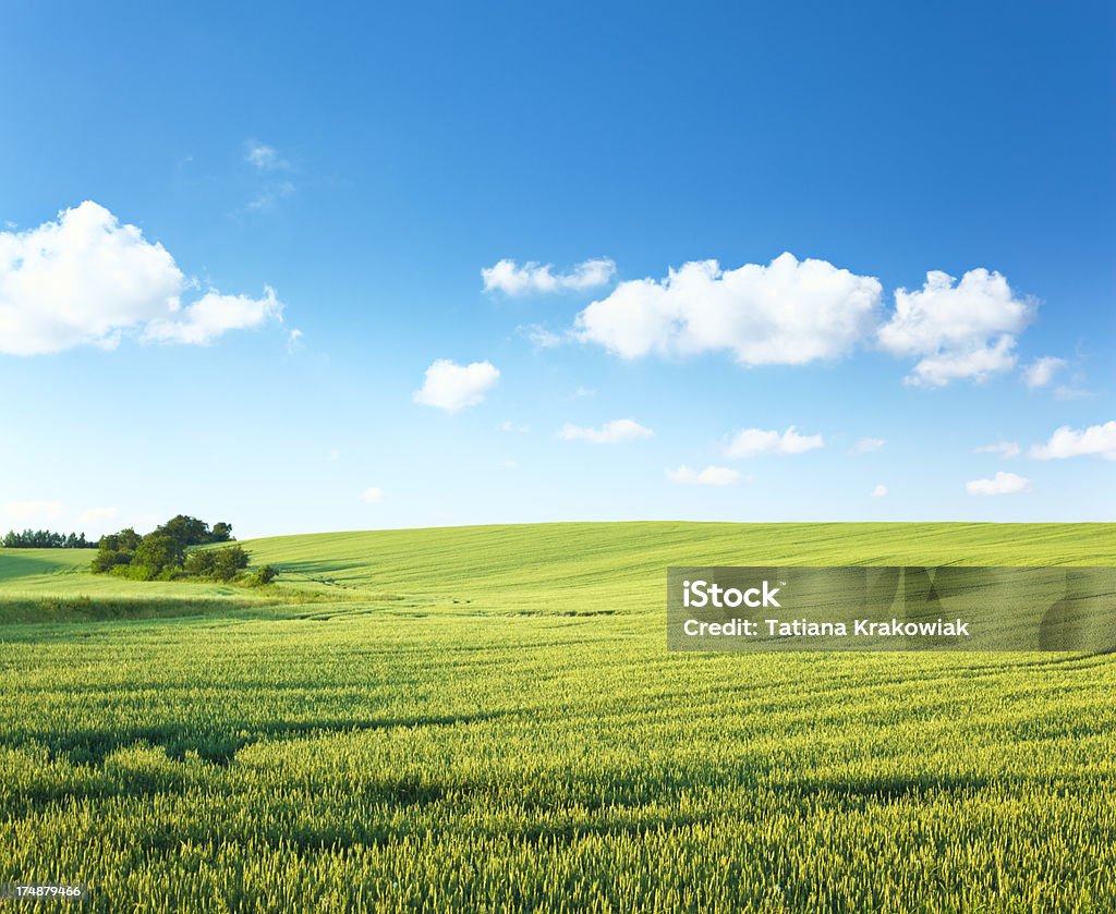 Green landscape Idyllic green landscape with perfect sky.See also: Farm Stock Photo