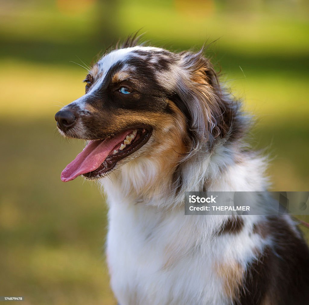 Cane pastore australiano - Foto stock royalty-free di Animale