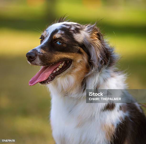 Cane Pastore Australiano - Fotografie stock e altre immagini di Animale - Animale, Animale domestico, Cane