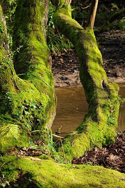 Telephoto image of a moss covered tree by a stream.