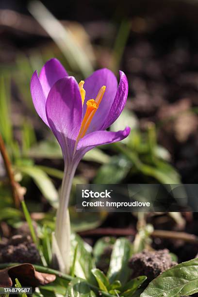 Photo libre de droit de Crocus De Fleurs banque d'images et plus d'images libres de droit de Crocus - Crocus, Croissance, Espace texte