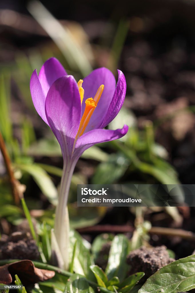 クロッカスの花 - カラー画像のロイヤリティフリーストックフォト