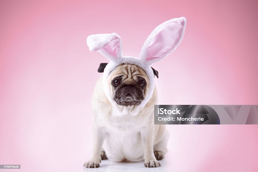 Little bunny Stil Mops auf Rosa Hintergrund - Lizenzfrei Ostern Stock-Foto