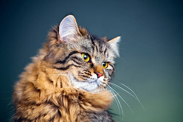 istock Portrait of a cat 174879636