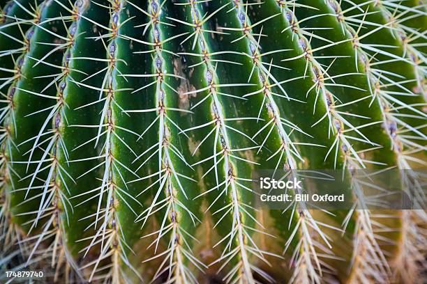 Cactus Foto de stock y más banco de imágenes de Cactus - Cactus, Efecto texturado, Abstracto