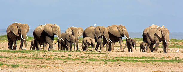 Elephant herd "Panorama of a large elephant herd on the move and surrounded by white cattle egrets - Amboseli national park, Kenya" cattle egret photos stock pictures, royalty-free photos & images