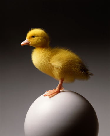 Young duck standing on a big egg More like this :