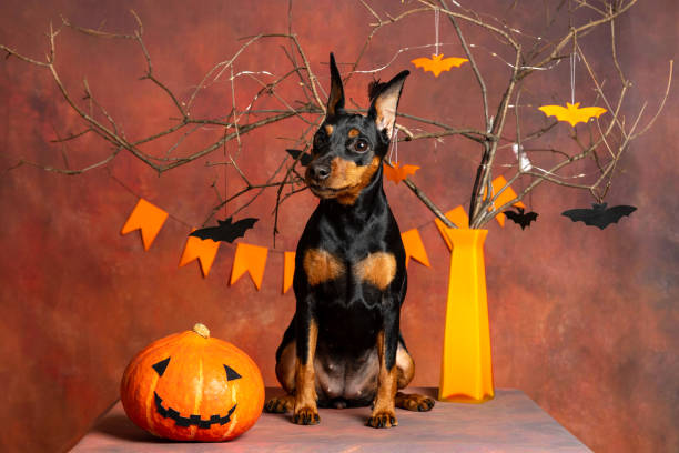 istock Miniature pinscher sitting on a table in Halloween decorations 1748813417