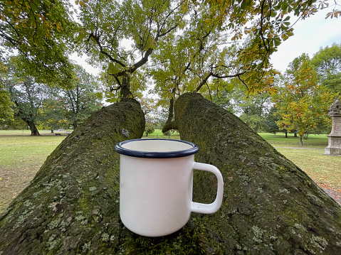 A white metal mug stands on a tree trunk in Duchcov, Czech Republic. High quality photo