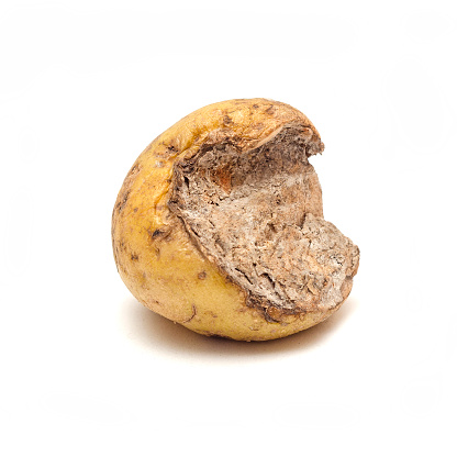 half of rotten potato isolated on white background.