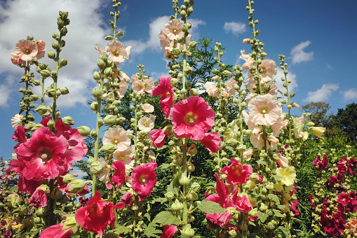 Colourful pink and white Alcea Rosea, commonly known as hollyhocks, in flower.