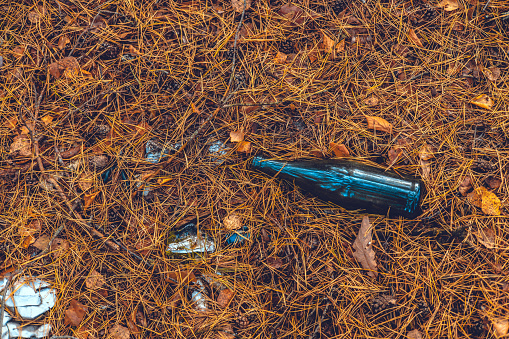 View from above. A glass bottle lies in the forest on yellow fallen pine needles. Poisoning and pollution of forests with garbage. Environmental disaster - pollution of nature with household waste..
