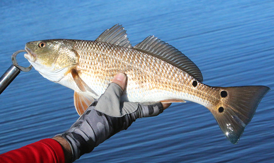 redfish just caught from the bayou with bright blue water in the background