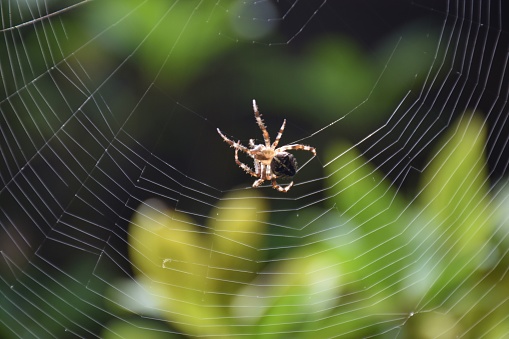 an unknown species spider sitting on his web after a rain