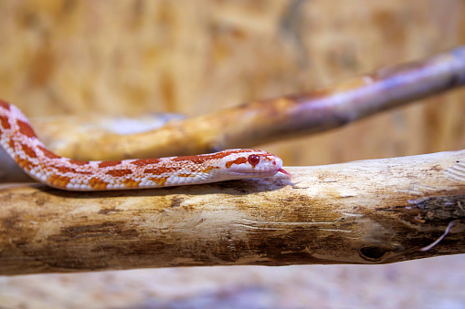 Mexican milk snake, non-venomous, in captivity