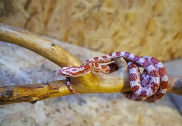 Photo of Albino corn snake - (Pantherophis guttatus)