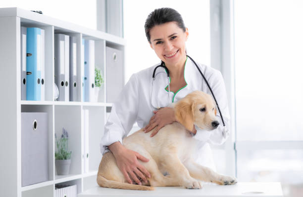 istock Lovely golden retriever dog 1748887483