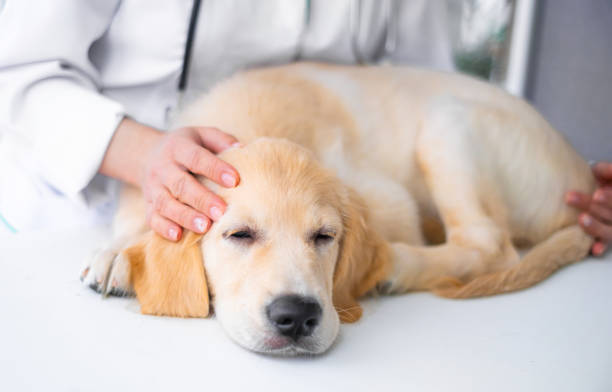 istock Cute dog in veterinary clinic 1748887494