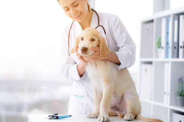 istock Cute dog at veterinary clinic 1748888028