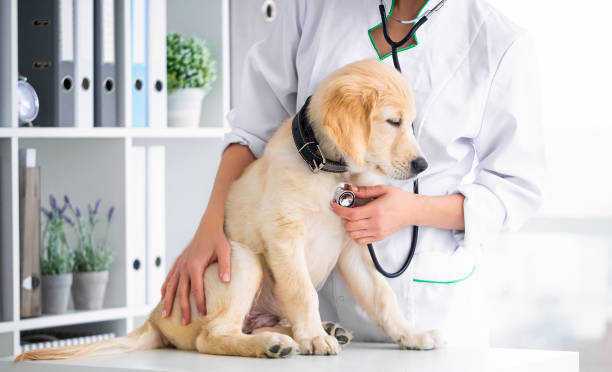 istock Examining of dog in clinic 1748888035
