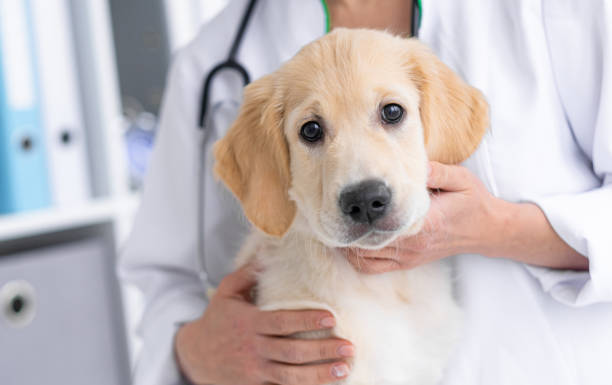 istock Cute dog in vet cabinet 1748888046