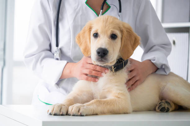 istock Lovely retriever dog 1748888568