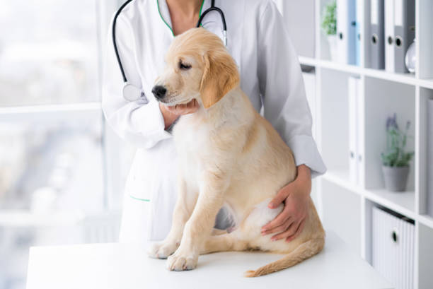 istock Lovely golden retriever dog 1748889095