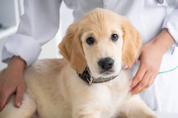 istock Lovely retriever dog 1748889099