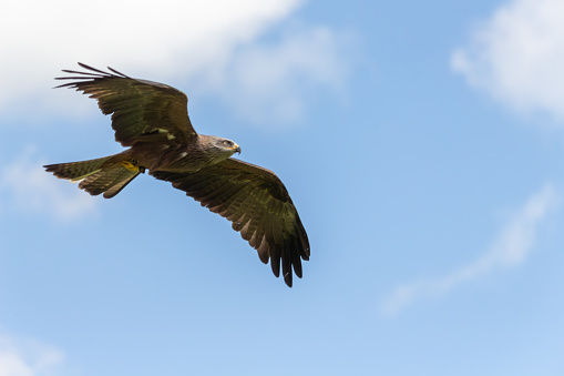 Eagle flying across a cloudy sky