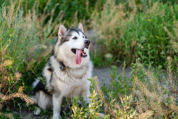 istock Summer husky portrait 1748906454