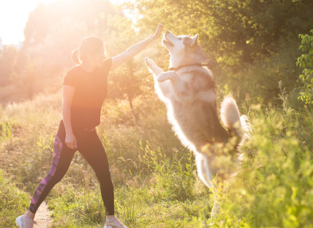 istock Training dog to stand on hind legs 1748906457