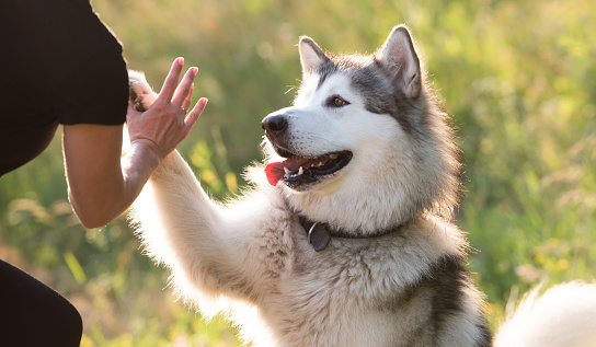Alaskan malamute performing give paw trick with woman on sunny nature