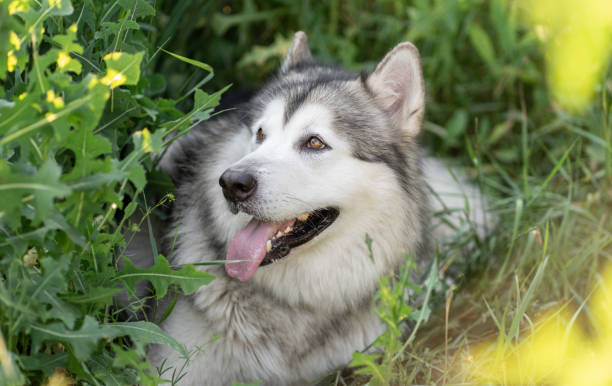 istock Portrait of Alaskan malamut dog 1748906979