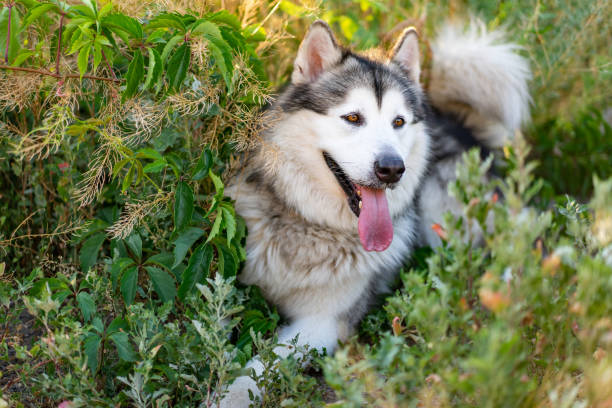 Cute alaskan malamute with tongue out