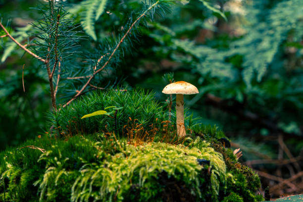 istock Autumn mushrooms in forest moss. 1748907492